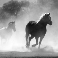 Farhad E.