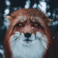 Kirill A.