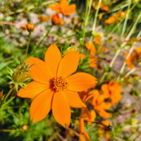 Jefferson Ferreira De J.